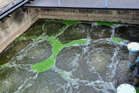 Microorganisms for Wastewater Treatment