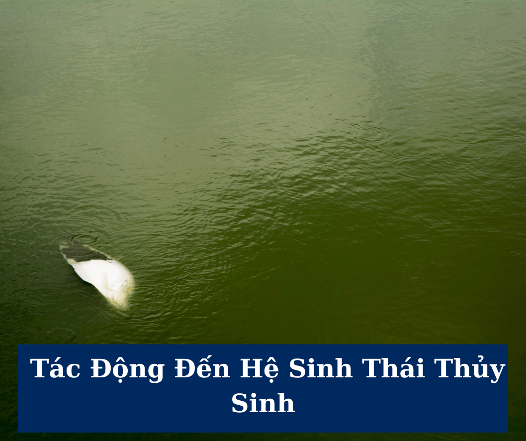 tac dong den thuy sinh