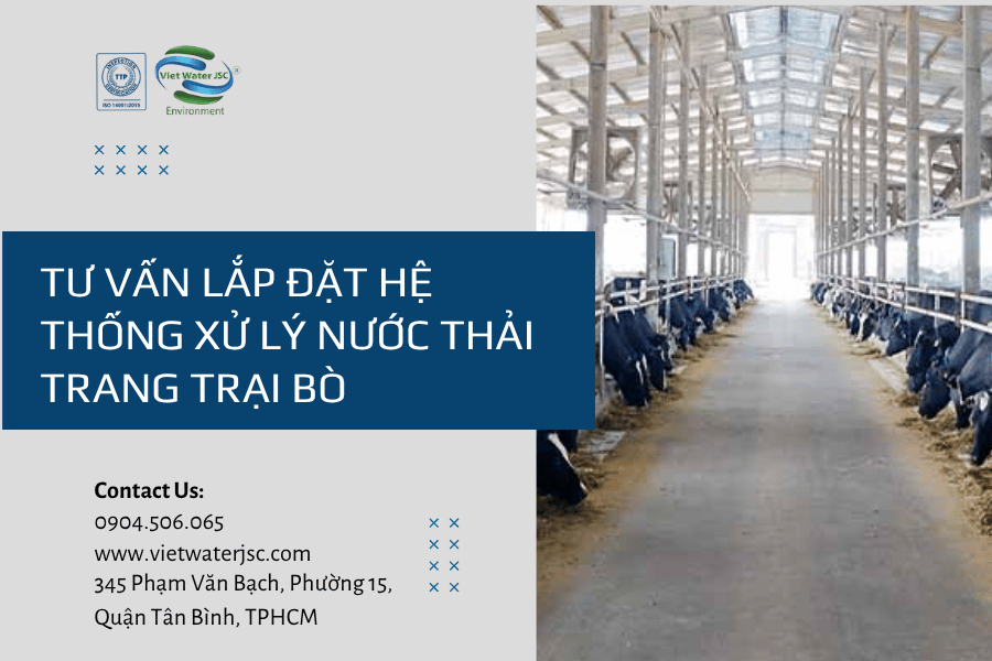xử lý nước thải trang trại bò hiện đại 1